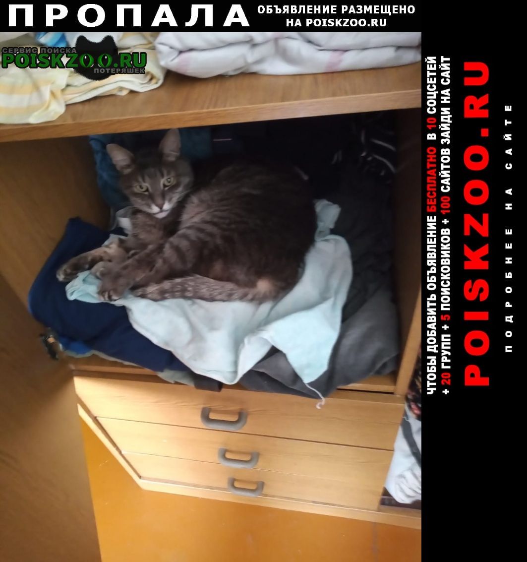 Пропал кот Ставрополь