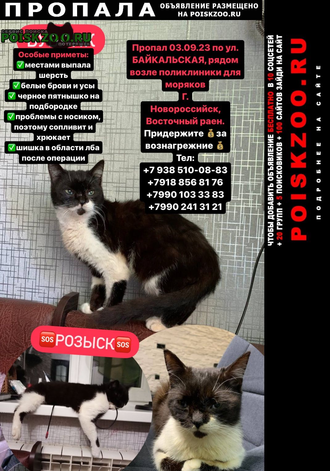 Пропал кот срочно поиск Новороссийск