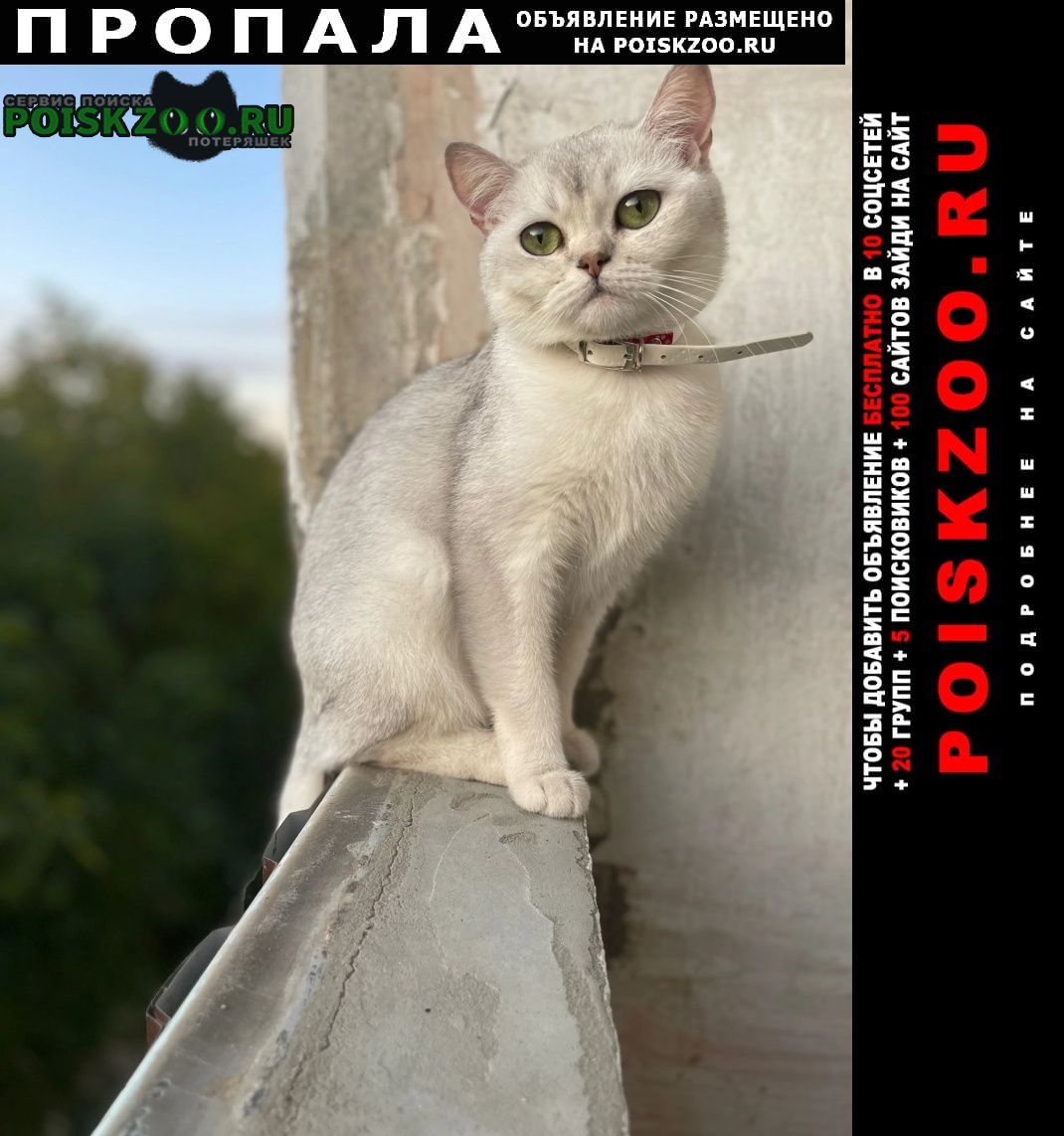 Пропала кошка за вознаграждение Пятигорск
