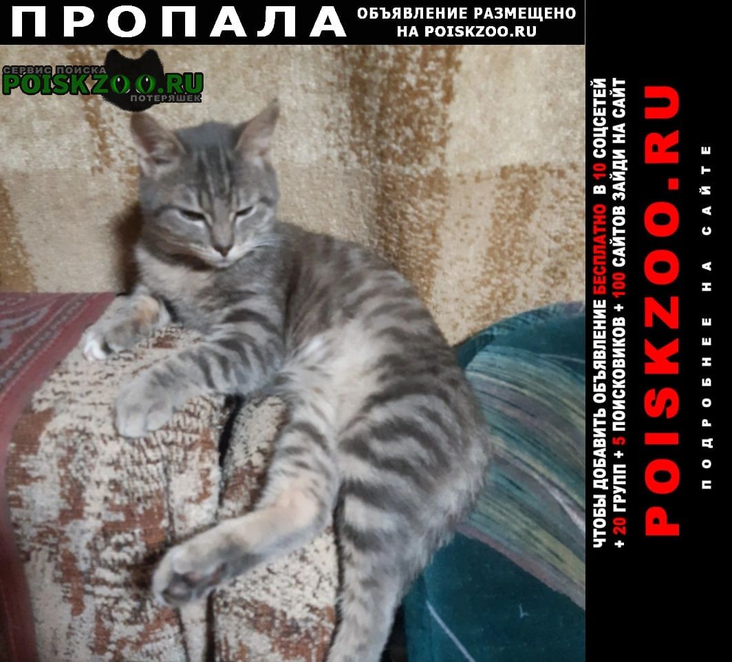 Кашира Пропал кот