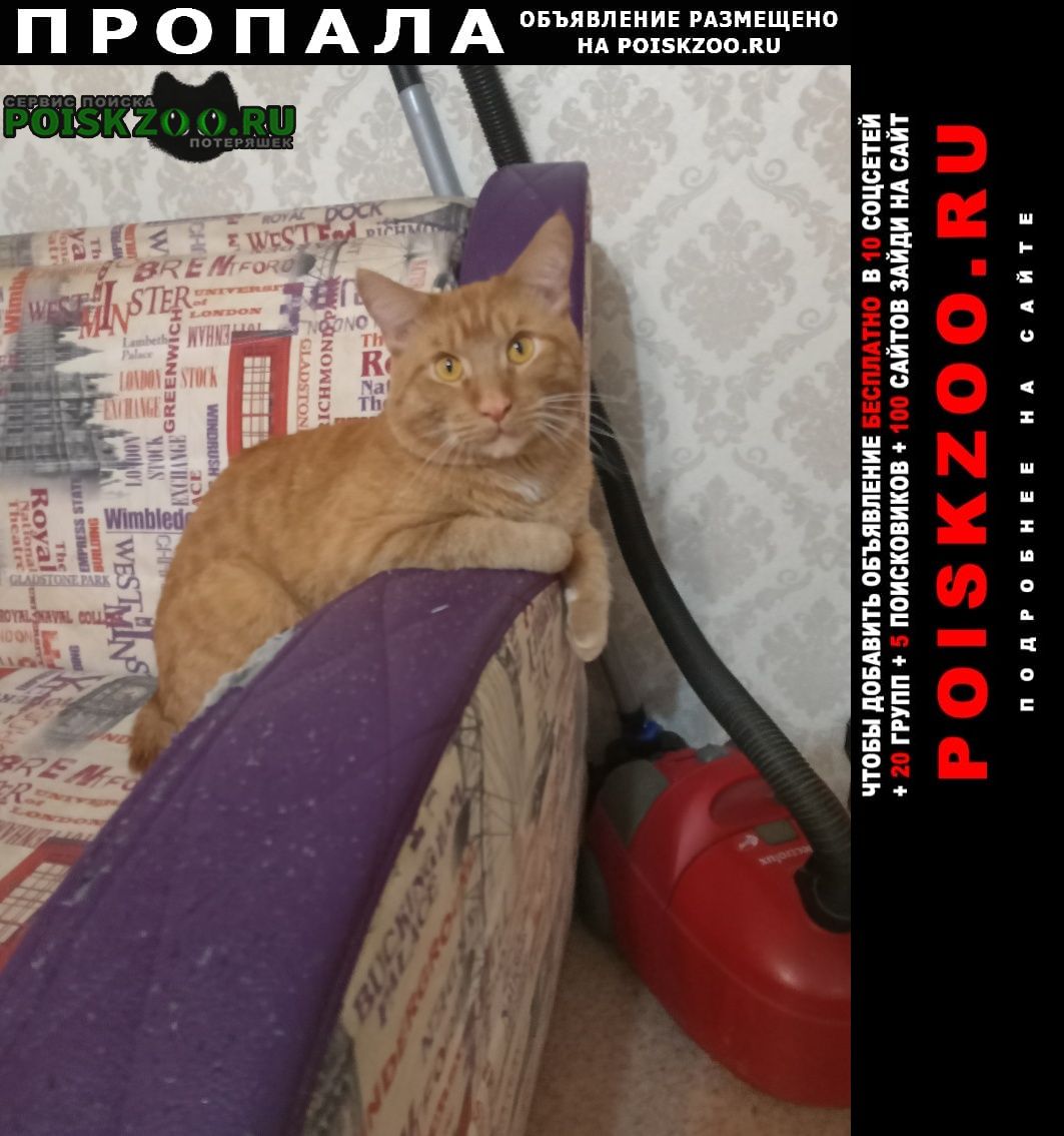 Пропал кот рыжий кот Красноярск