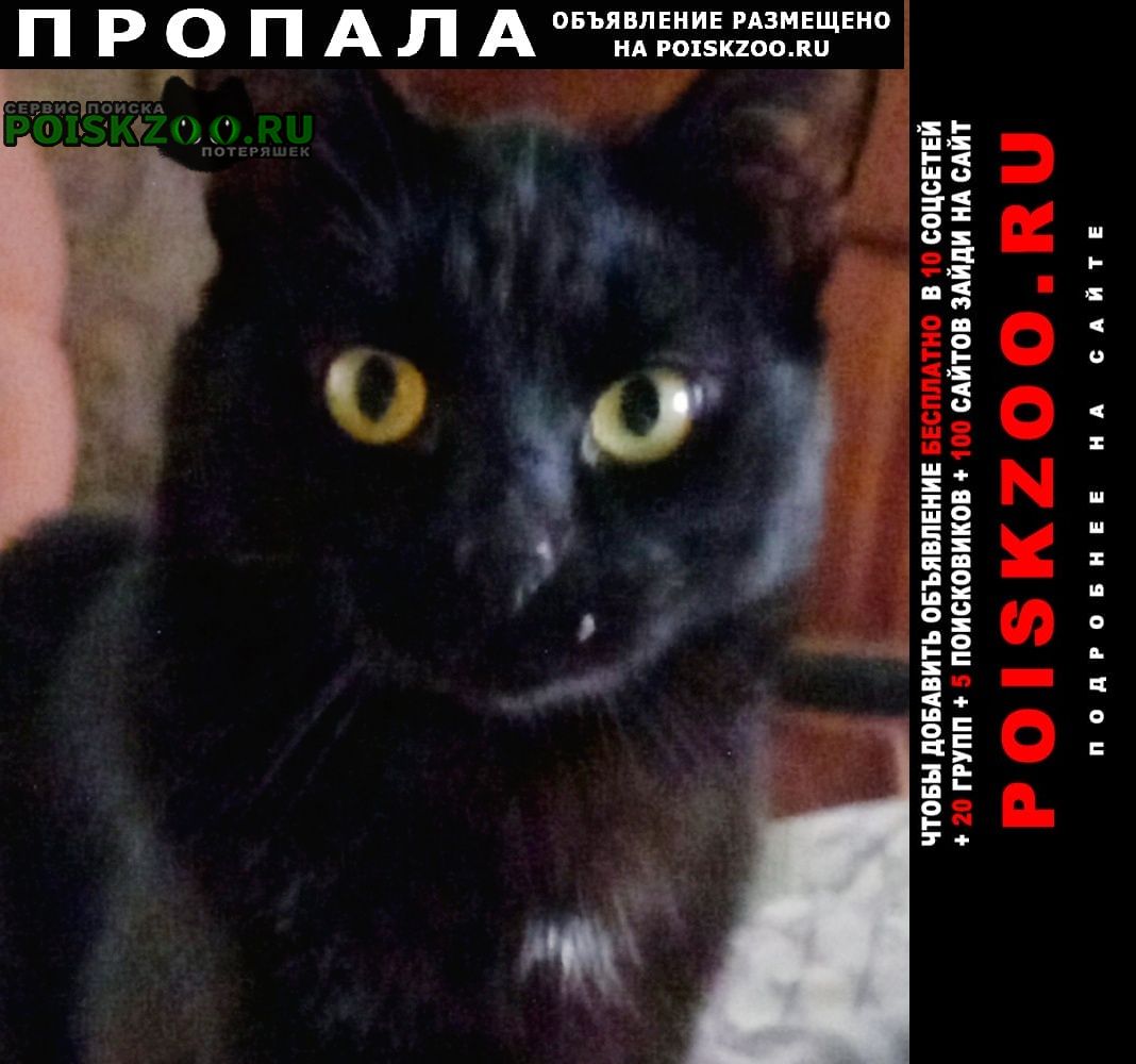 Пропал кот чёрный кот Ставрополь