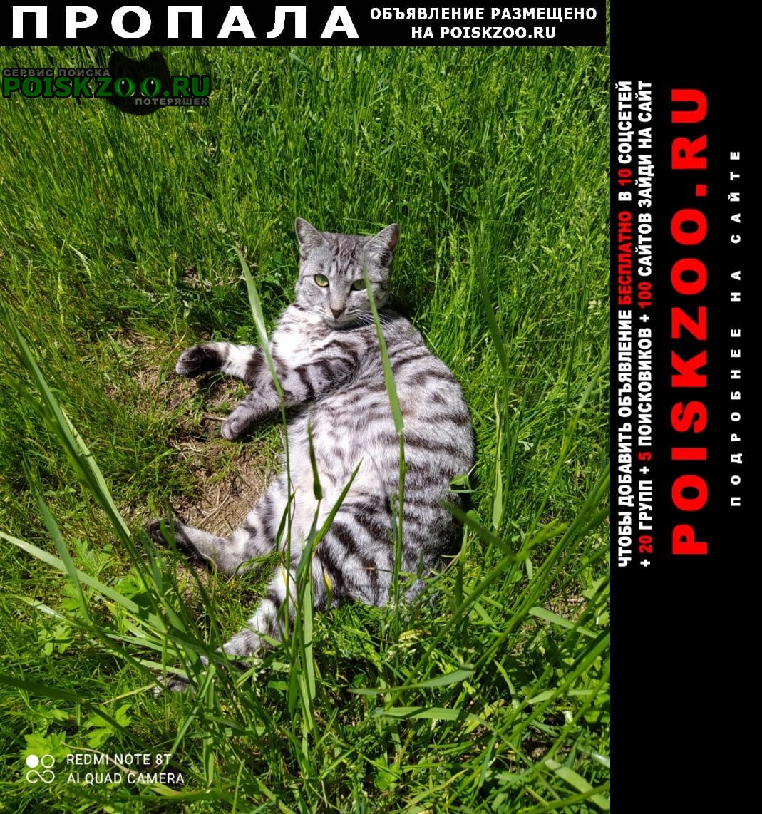 Пропала кошка Южно-Сахалинск