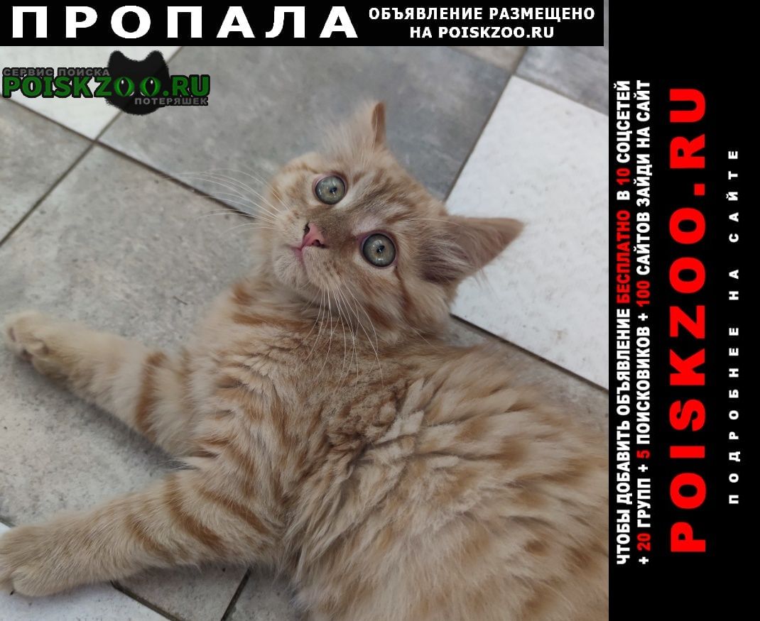 Пропал котенок 3-4мес. д. юрьево 22км нов. рижск Москва
