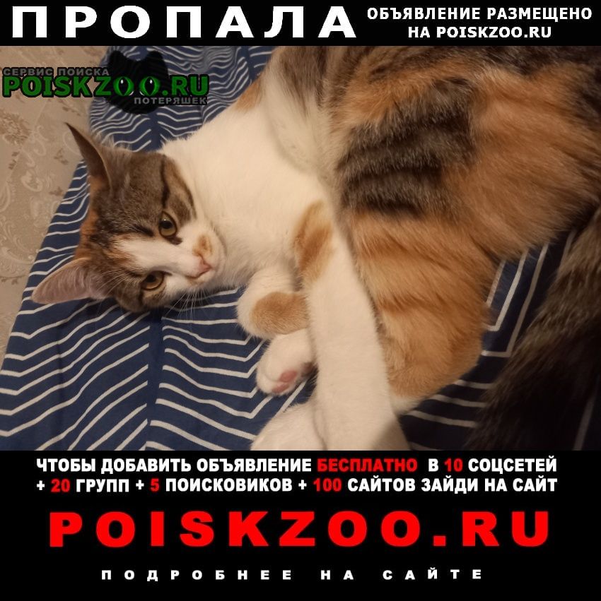 Пропала кошка Воронеж