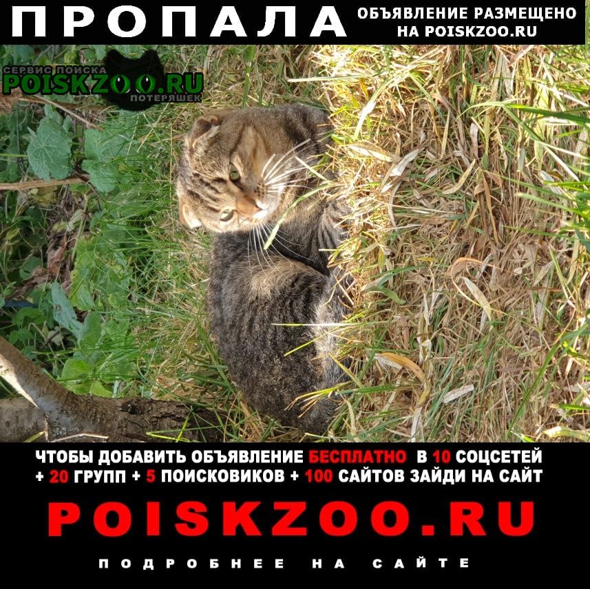 Ивантеевка (Московская обл.) Пропал кот в ивантеевке