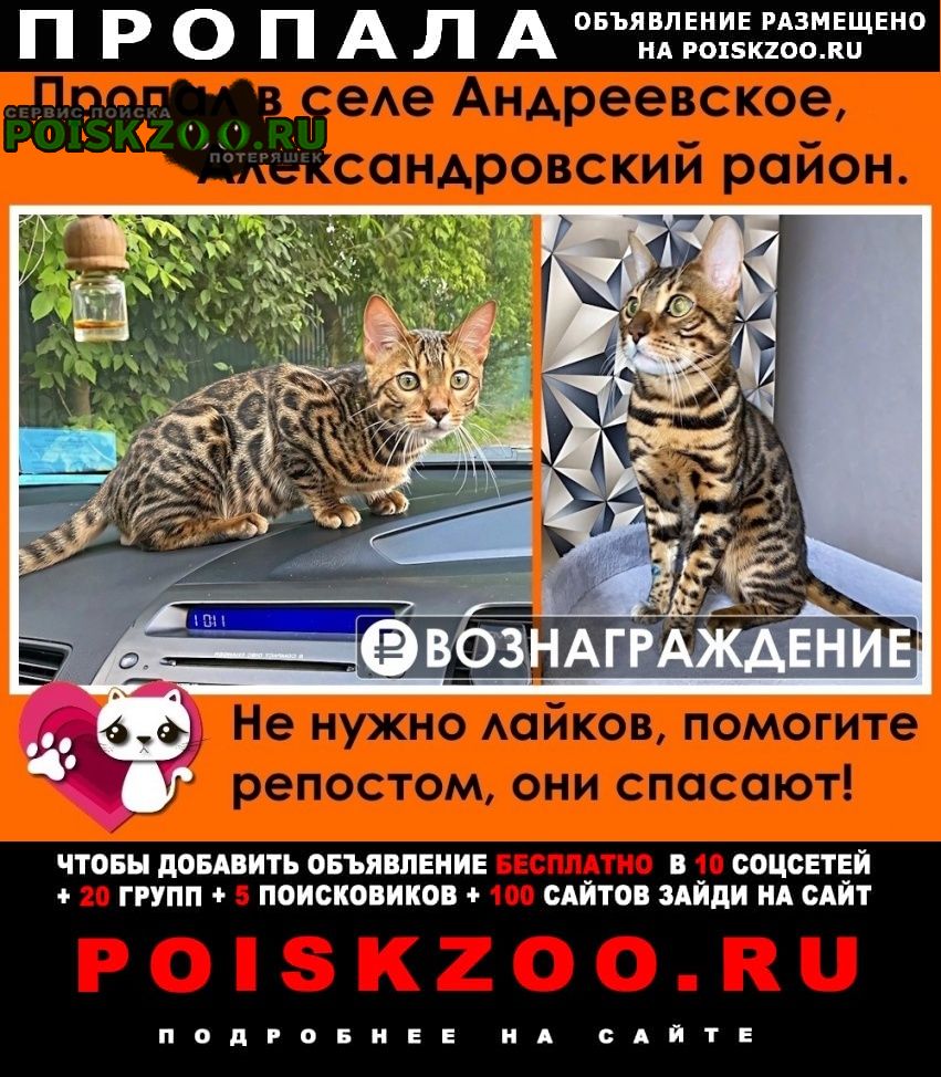 Александров Пропал кот бенгальский кот