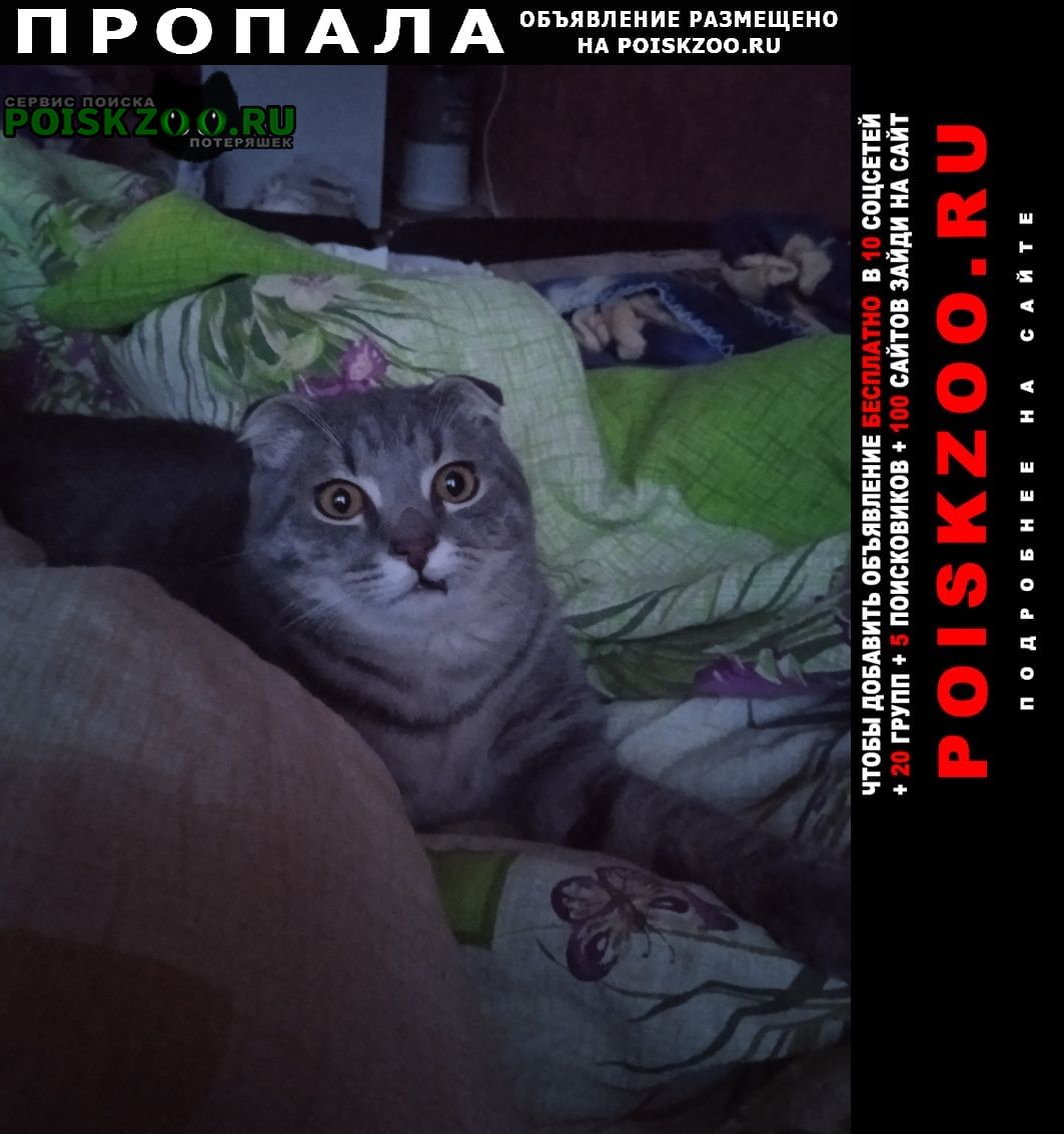 Пропал кот вислоухий кот полтора года. Воронеж