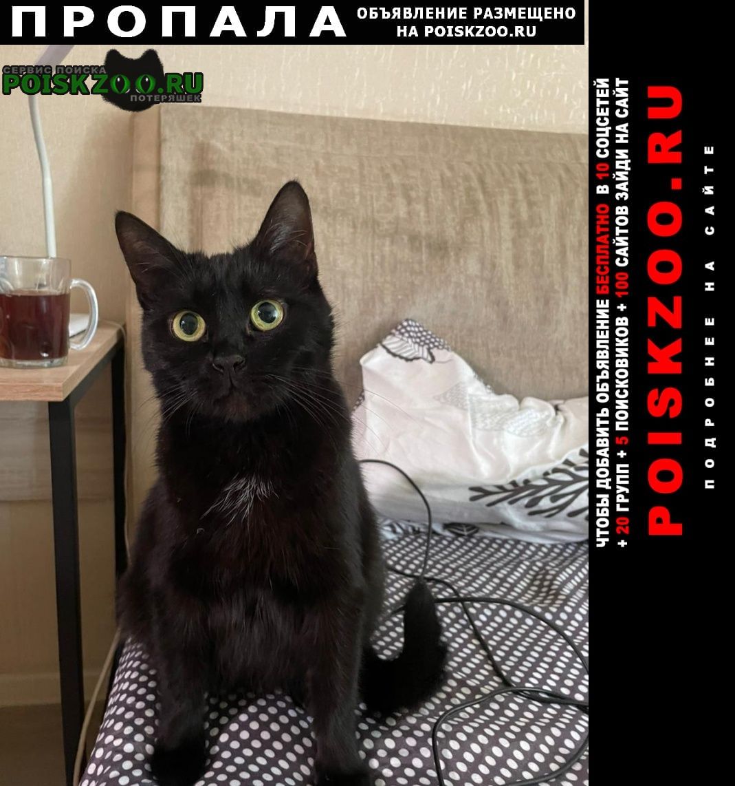 Пропала кошка черная кошка Москва