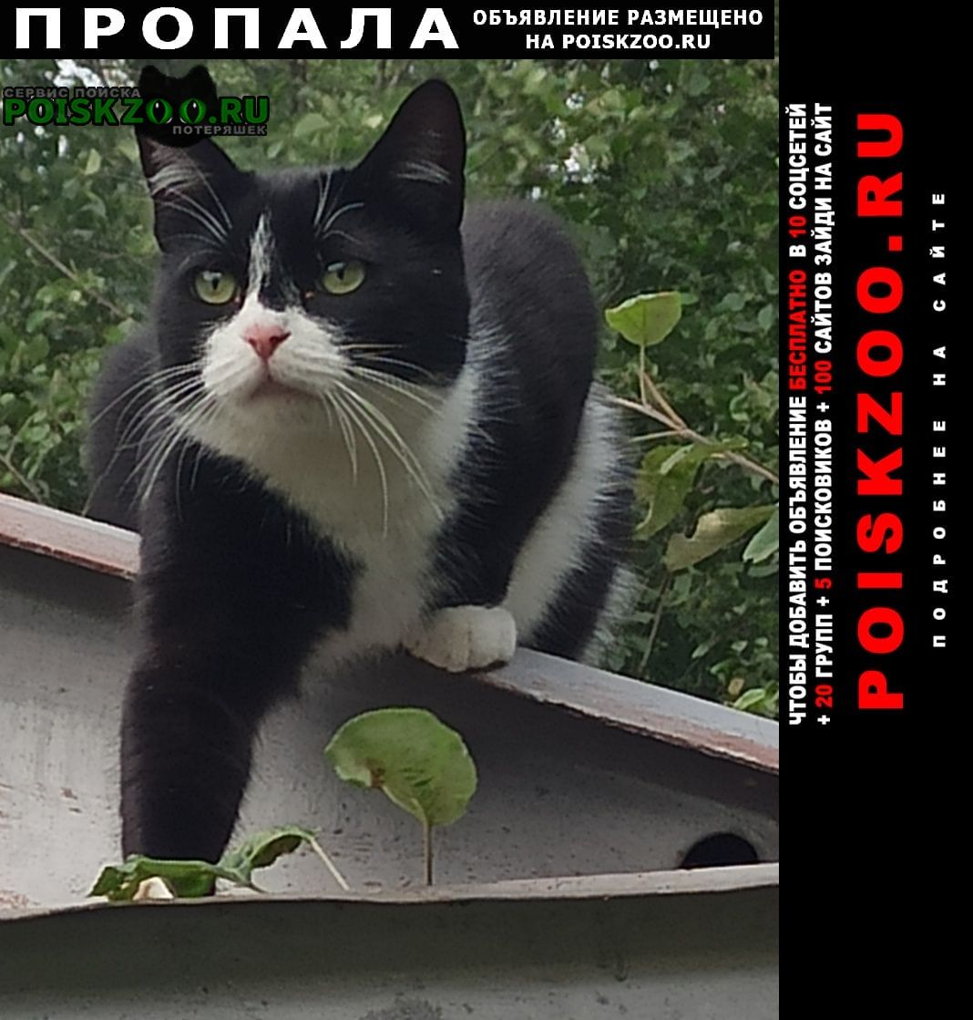 Петрозаводск Пропал кот черного цвета с белыми пятнам