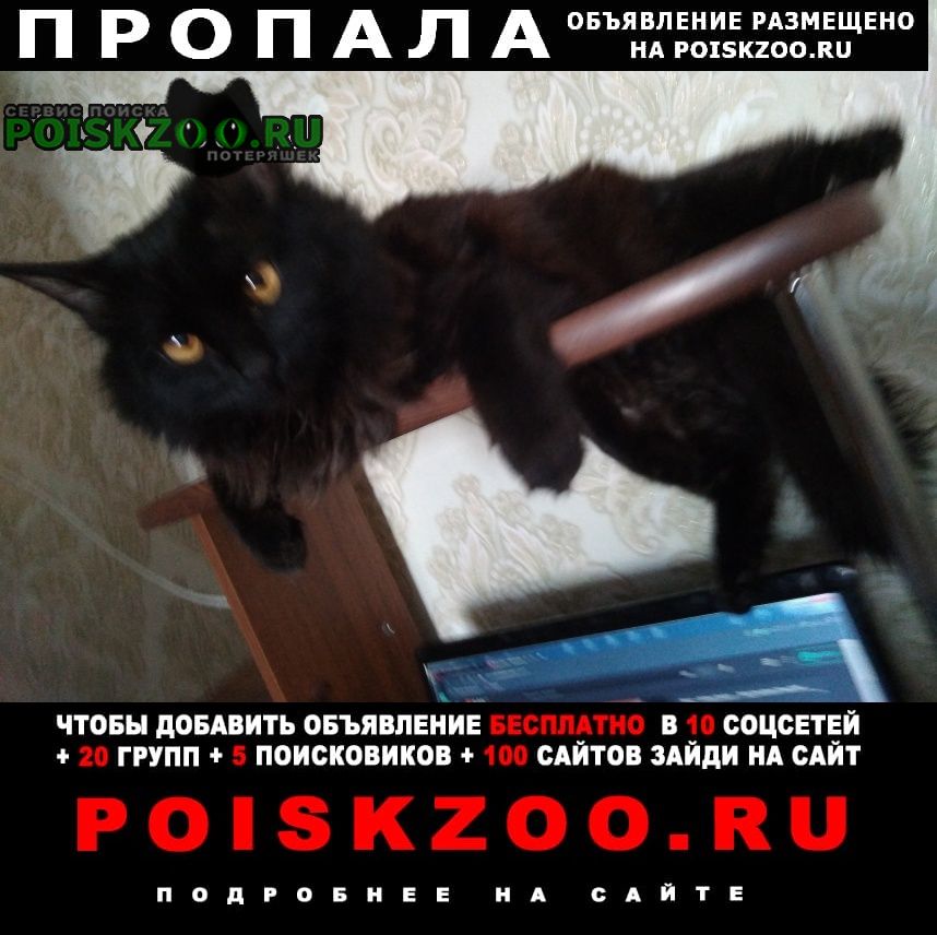 Волжский (Волгоградская обл.) Пропала кошка наверное, подумали, что уличная