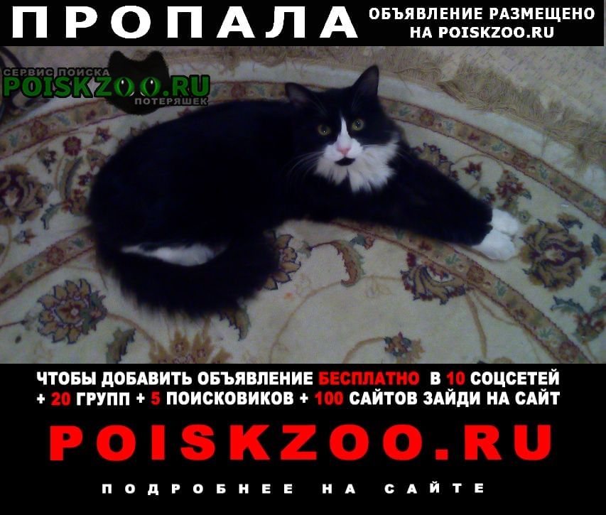 Пропала кошка Новосибирск