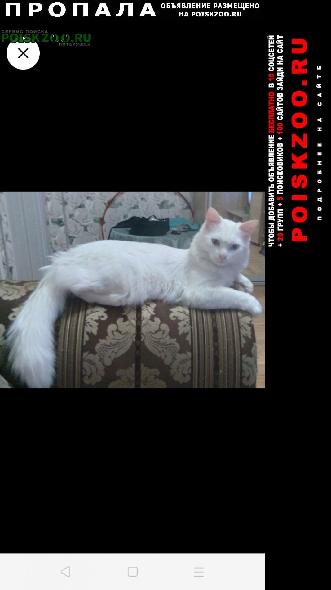 Краснодар Пропал кот турецкая ангора