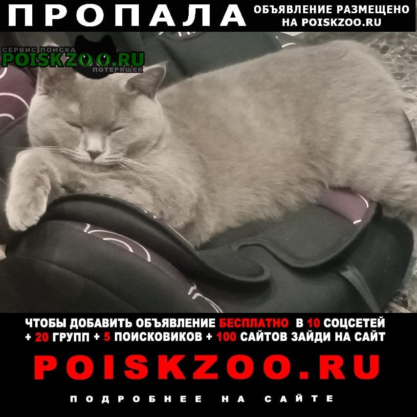 Пропал кот Иваново