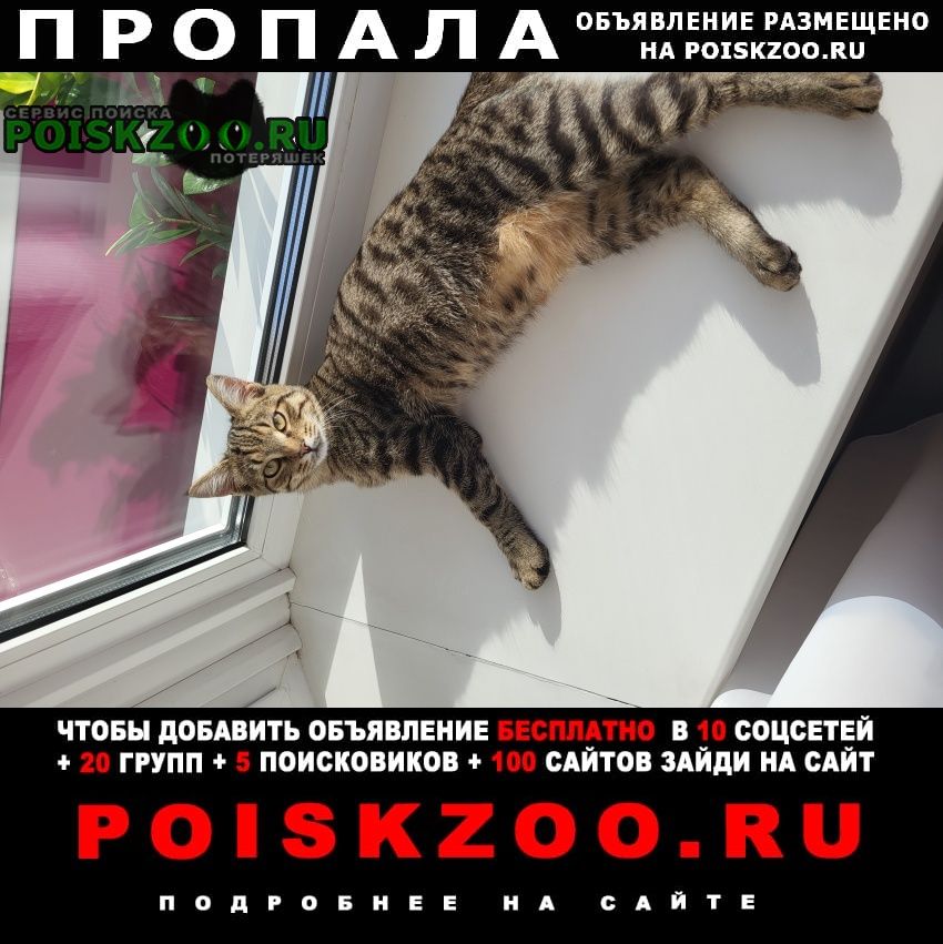Москва Пропал кот в районе ул. пудовкина