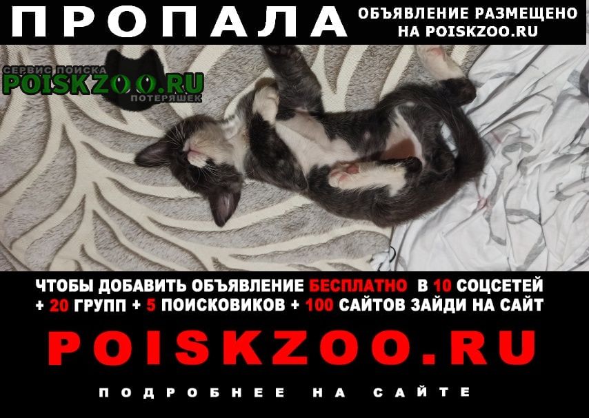 Каменск-Шахтинский Пропал котёнок 2 месяца