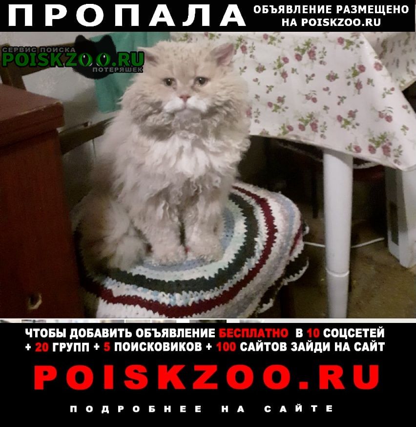 Чехов Пропал кот рыжий пушистый