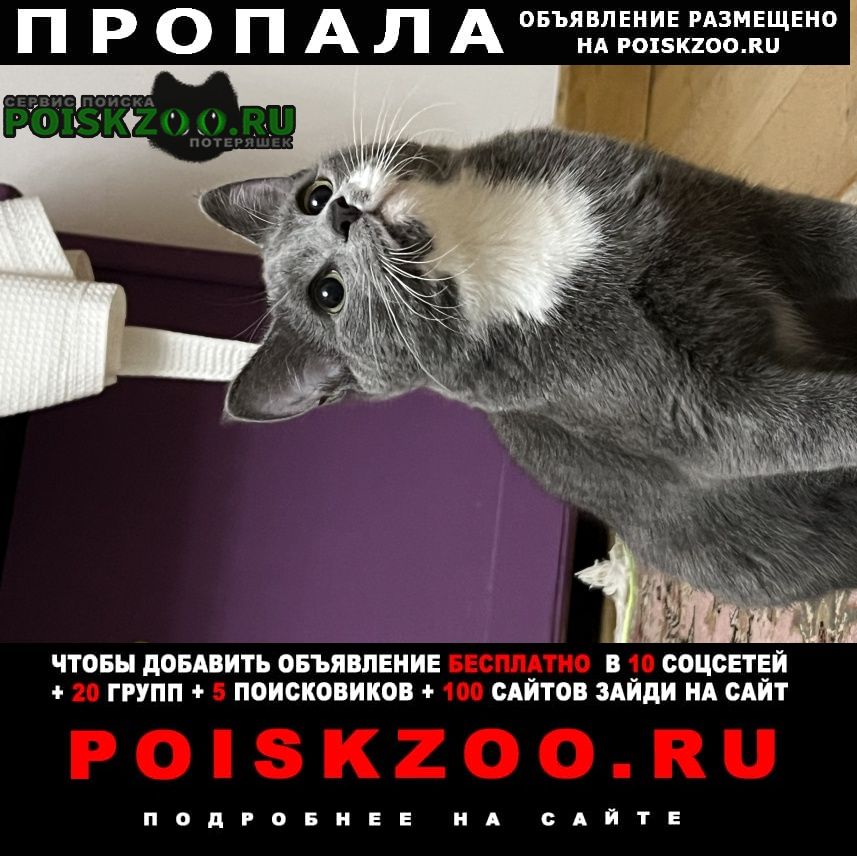 Каспийск Пропал кот