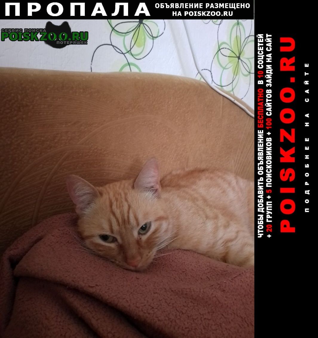 Колпино Пропала кошка ижорского батальона 8