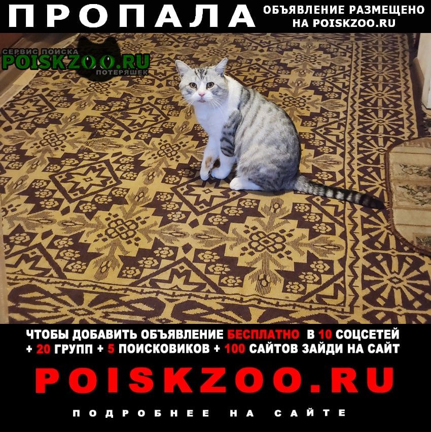 Астрахань Пропал кот