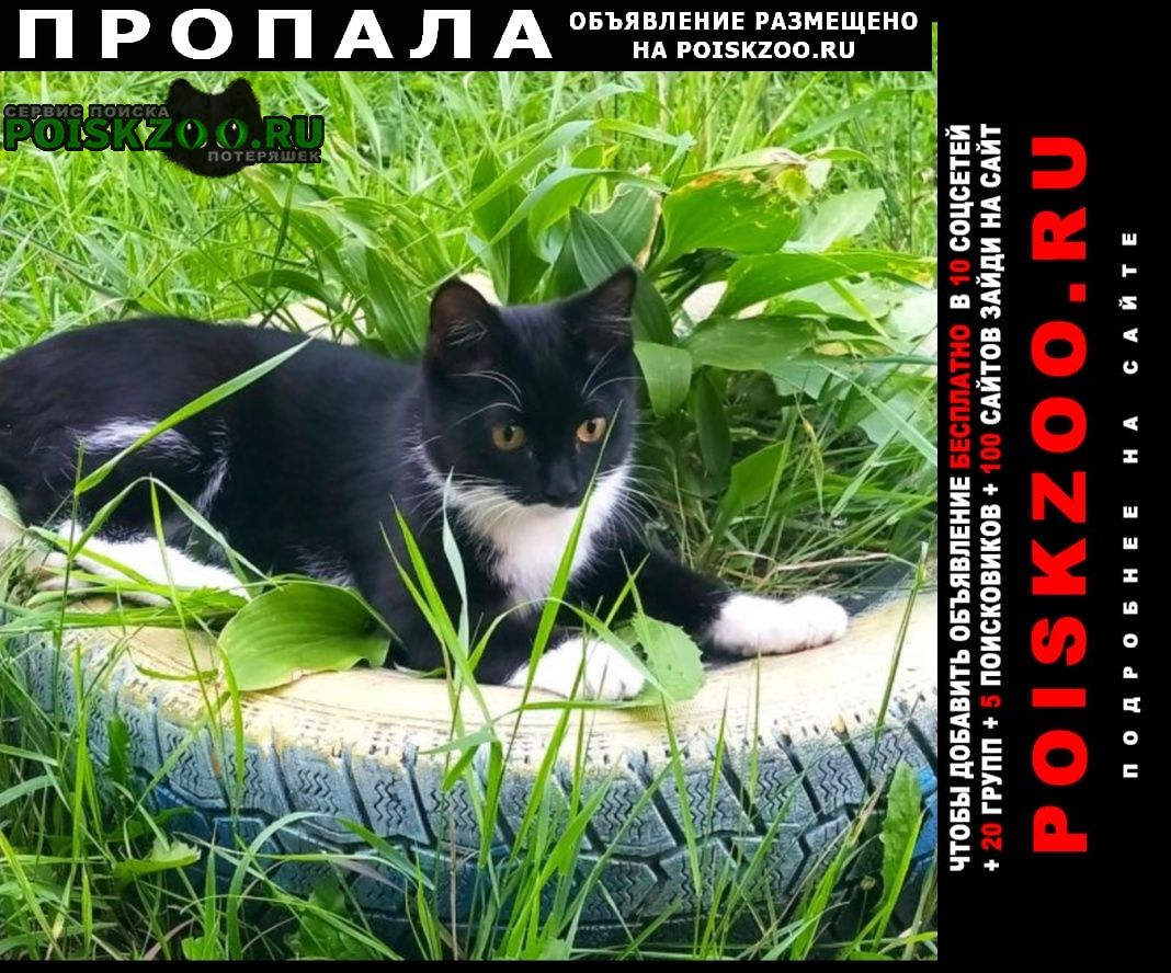 Хабаровск Пропал кот