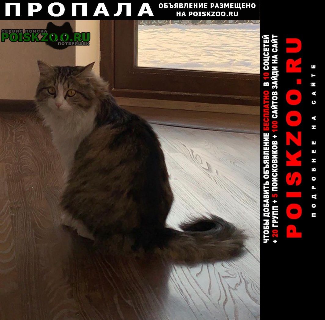 Пропала кошка Алматы (Алма-Ата)
