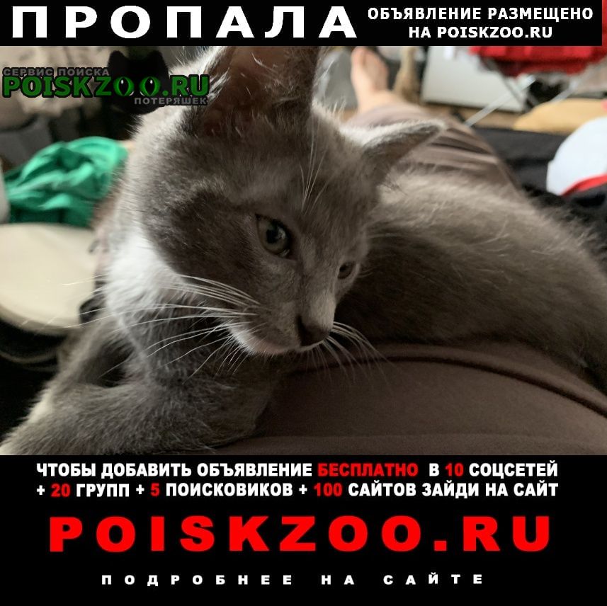 Хабаровск Пропала кошка