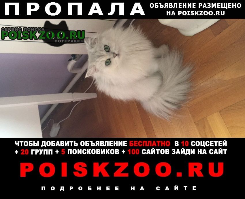 Пропала кошка Новороссийск