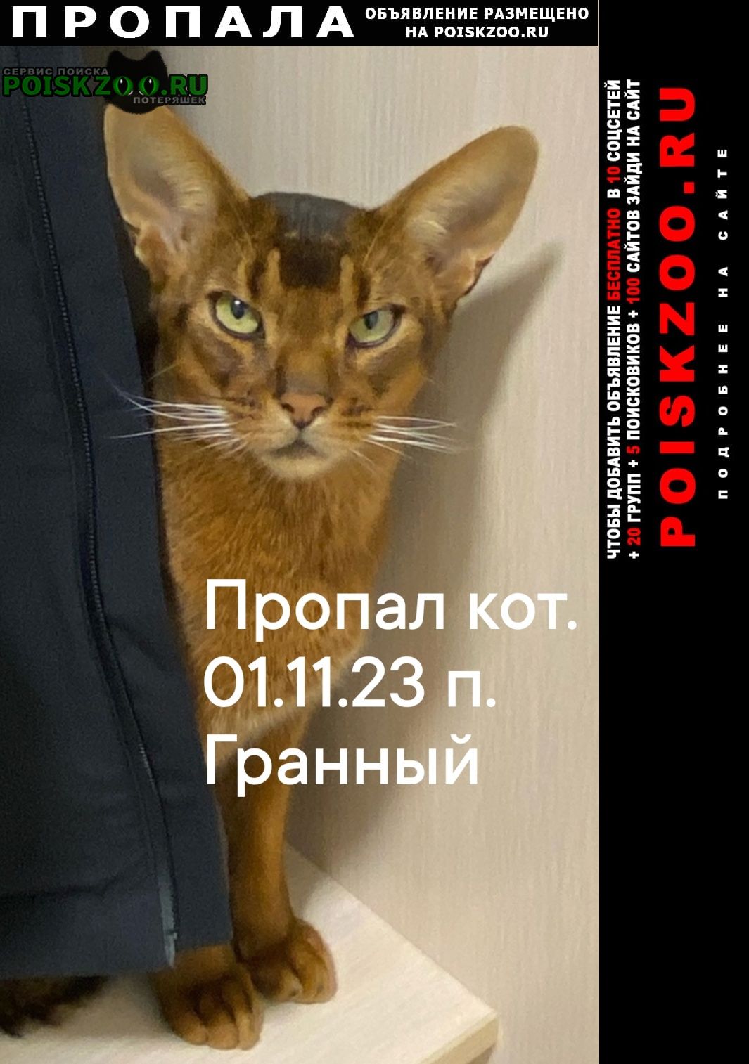 Пропал кот. п. гранный Новокуйбышевск