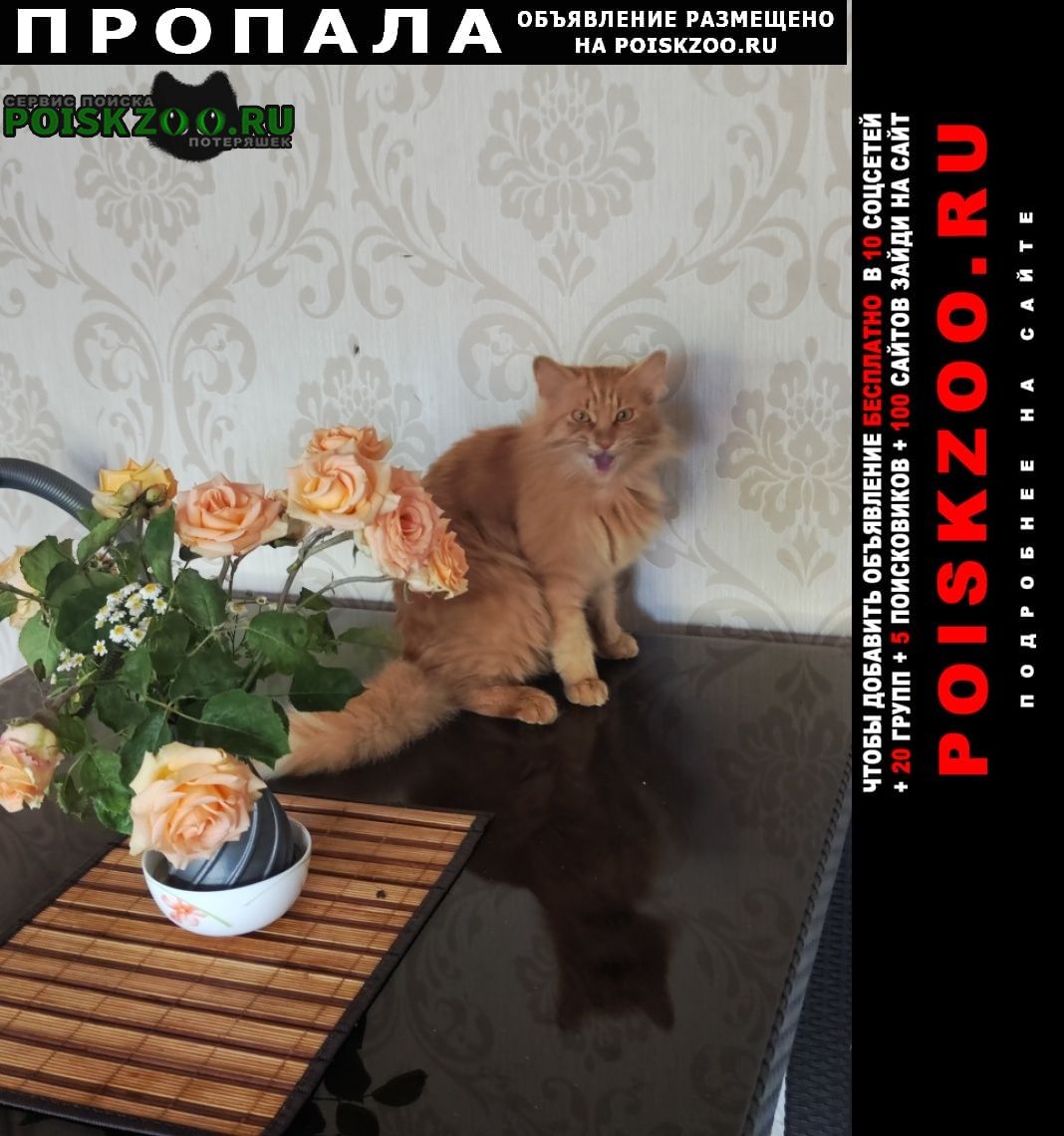 Симферополь Пропал кот рыжий пушистый кот с ошейником