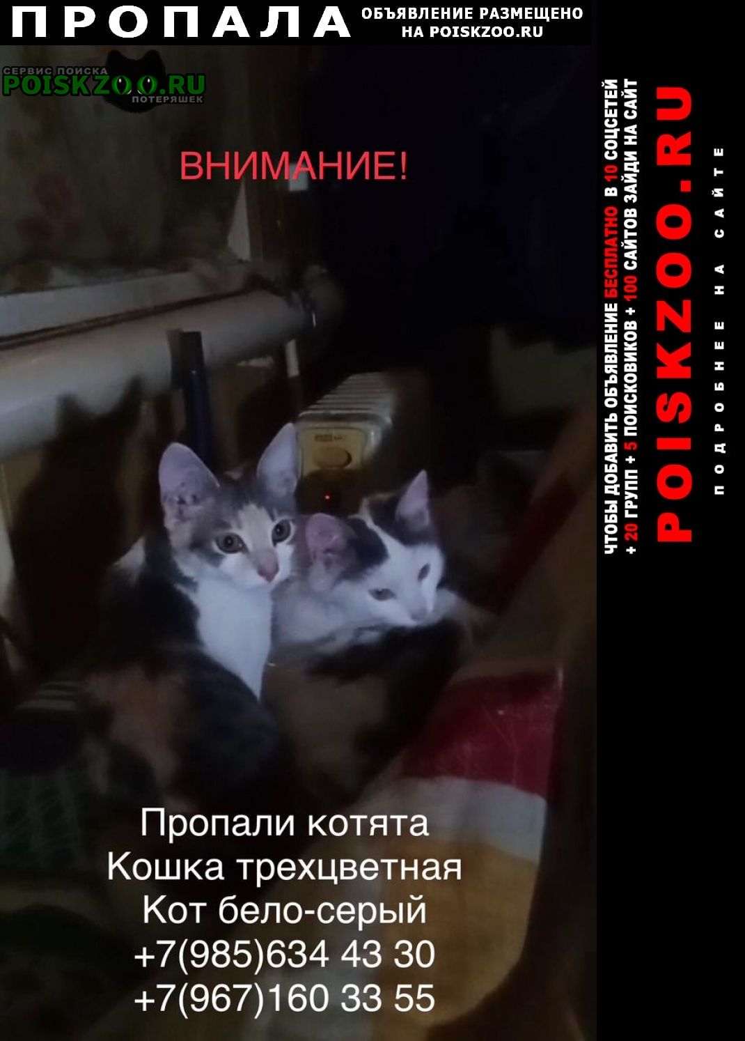 Пропала кошка и котята Москва