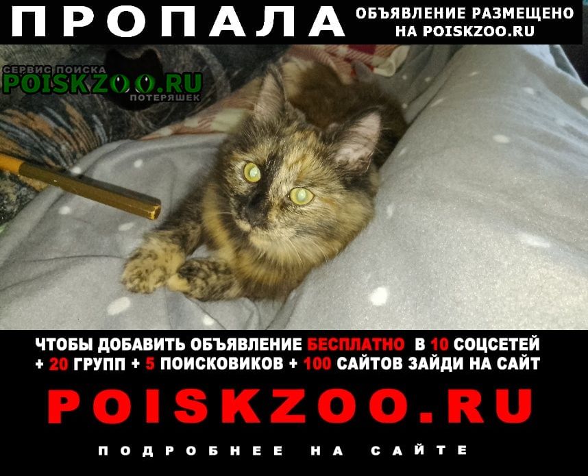 Санкт-Петербург Пропала кошка