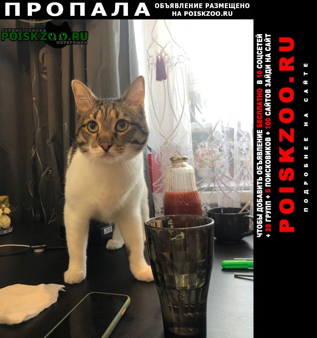 Пропал кот в красной переноске Москва