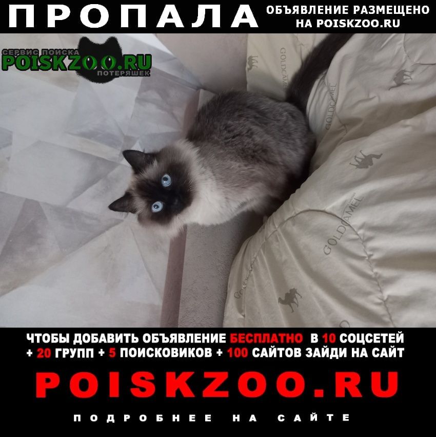 Омск Пропал кот