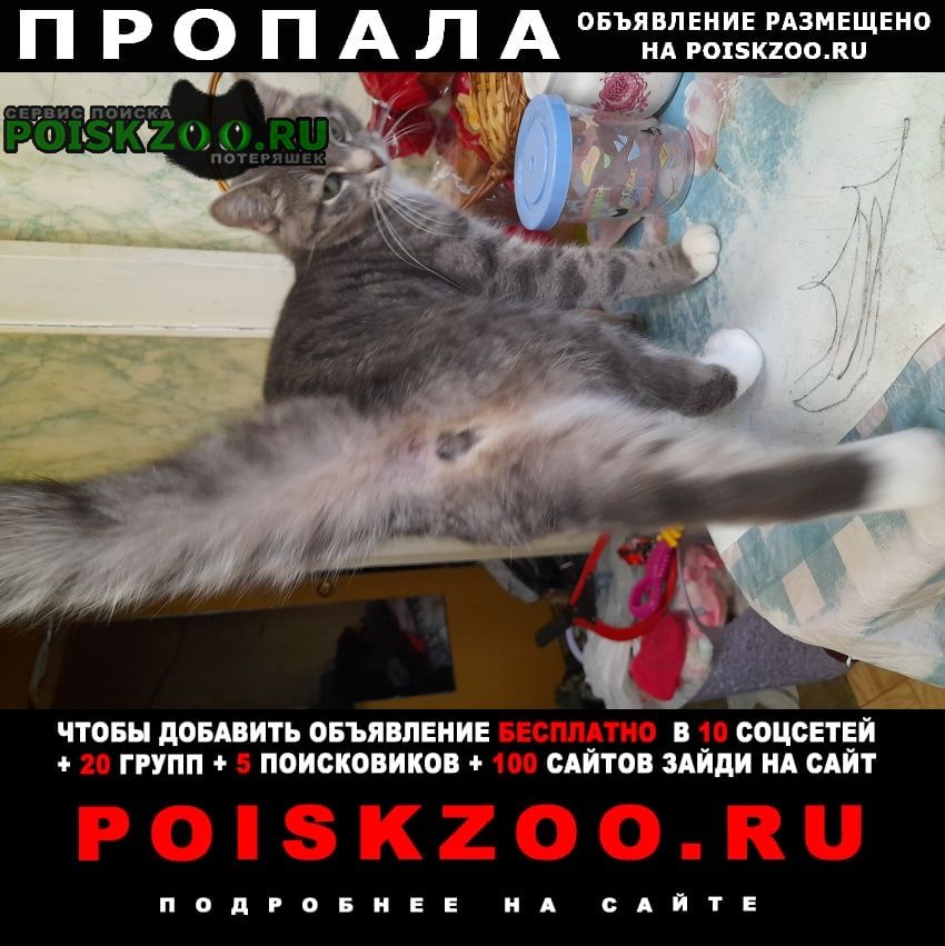 Пропала кошка Троицк