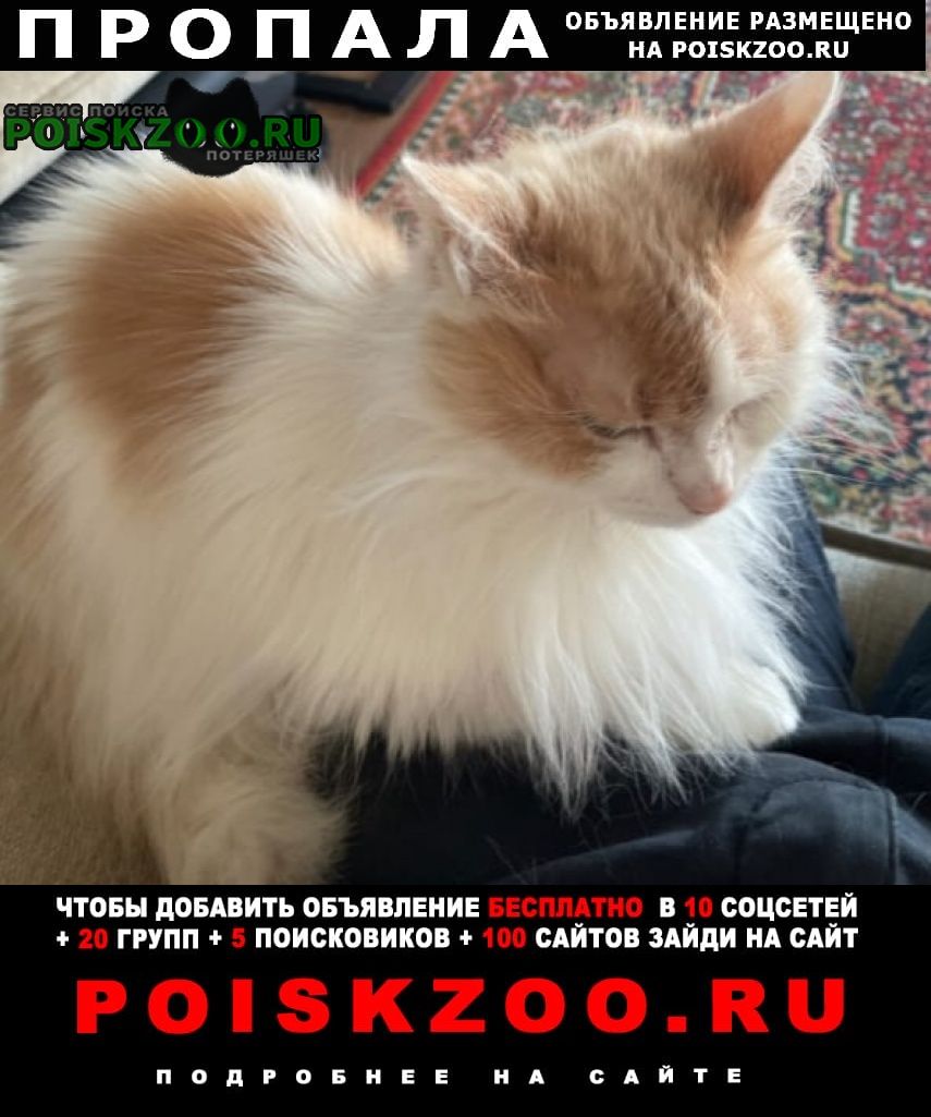 Пропала кошка Новомосковск