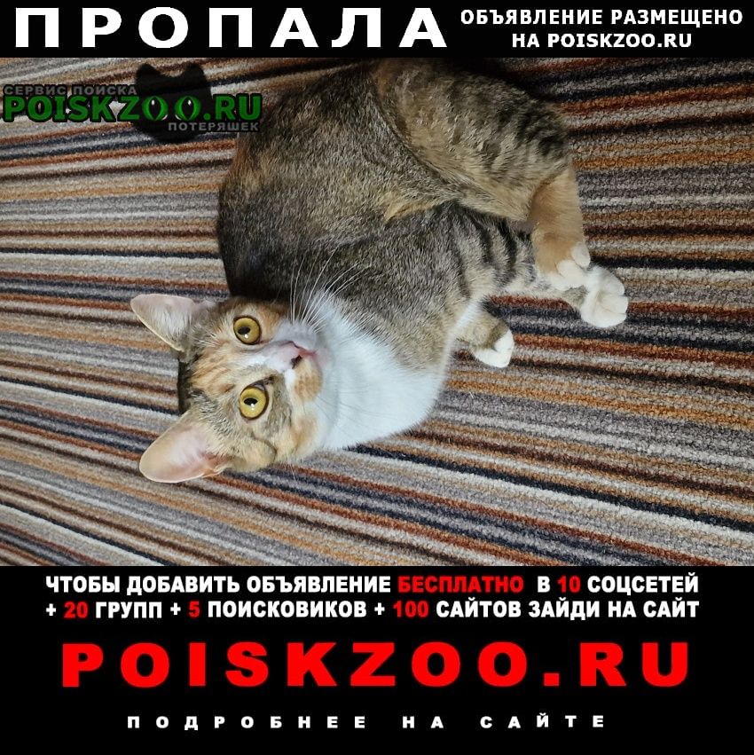 Пропала кошка Бобруйск