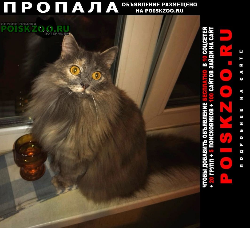 Пропала кошка тёплый стан 21к1 Москва