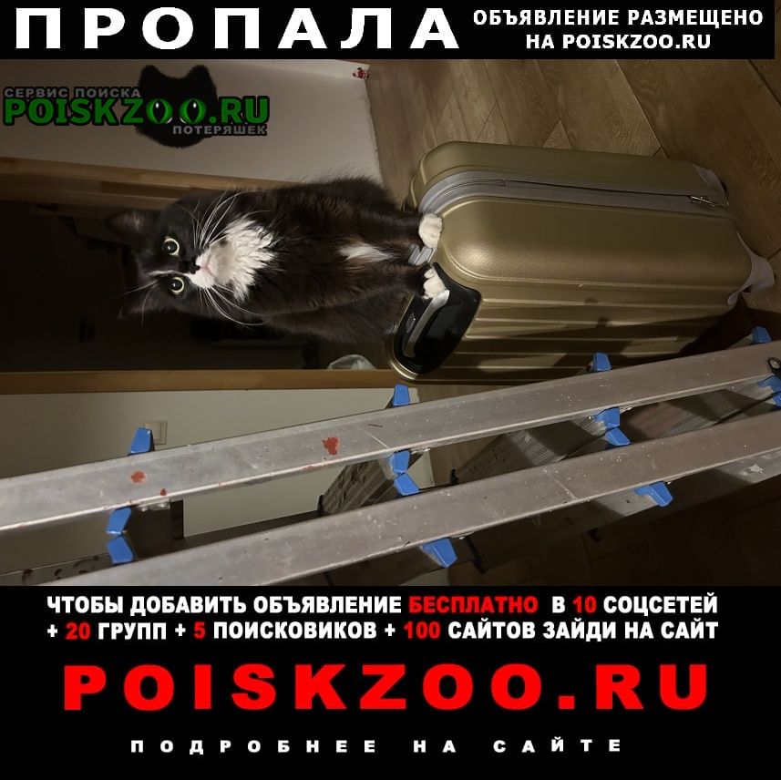 Пропала кошка Краснодар
