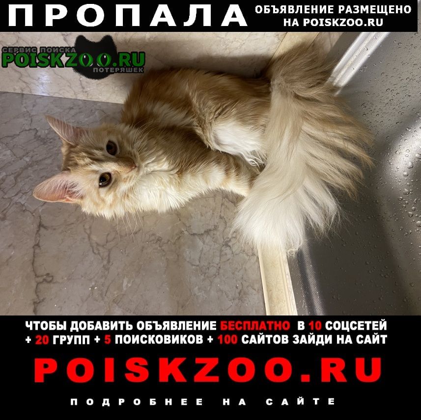 Севастополь Пропала кошка
