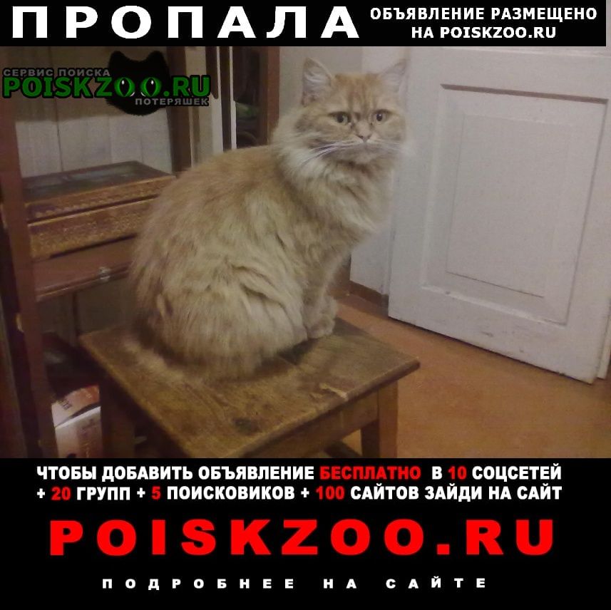 Пропала кошка Таганрог