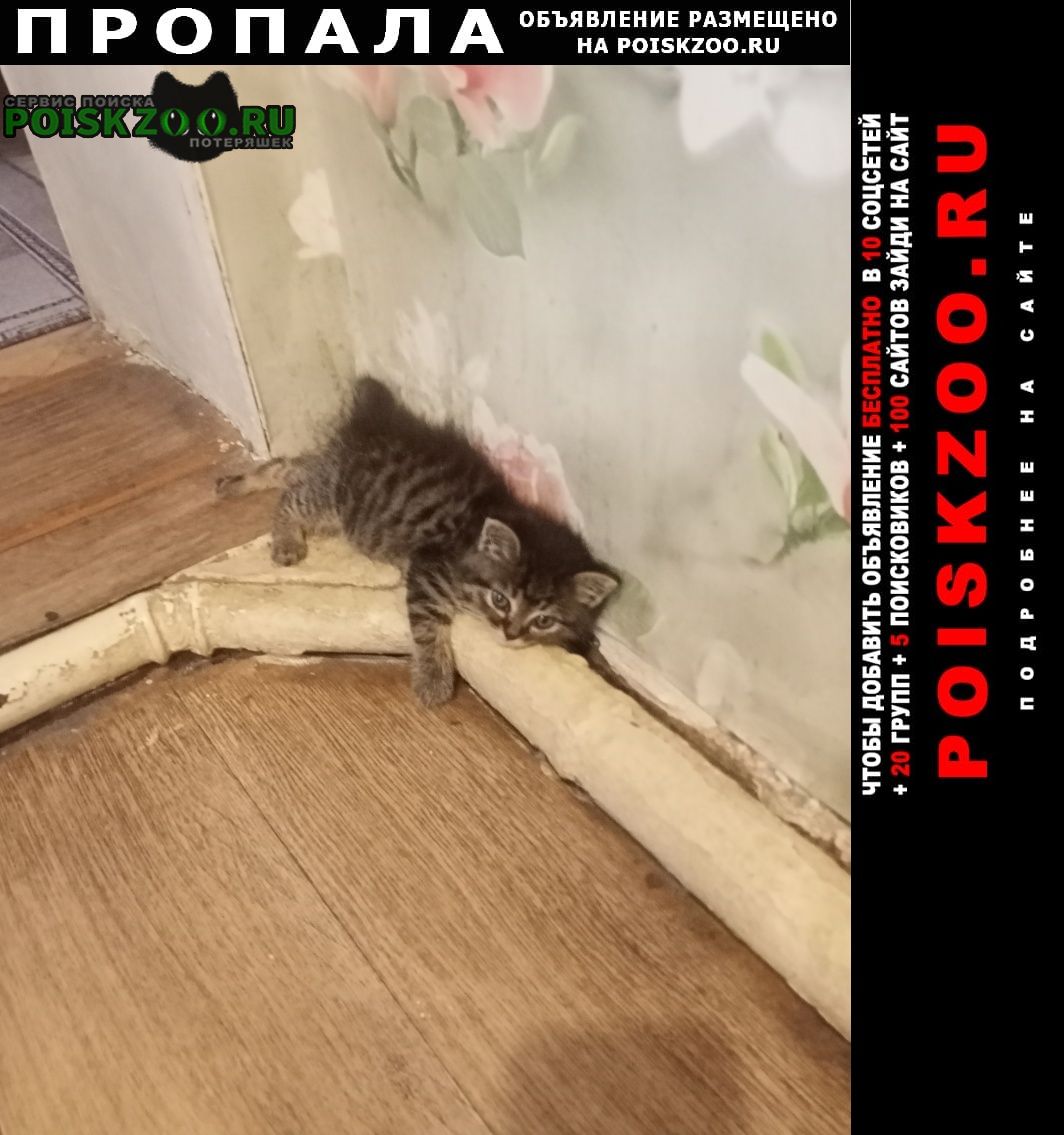 Пропал котенок Воронеж