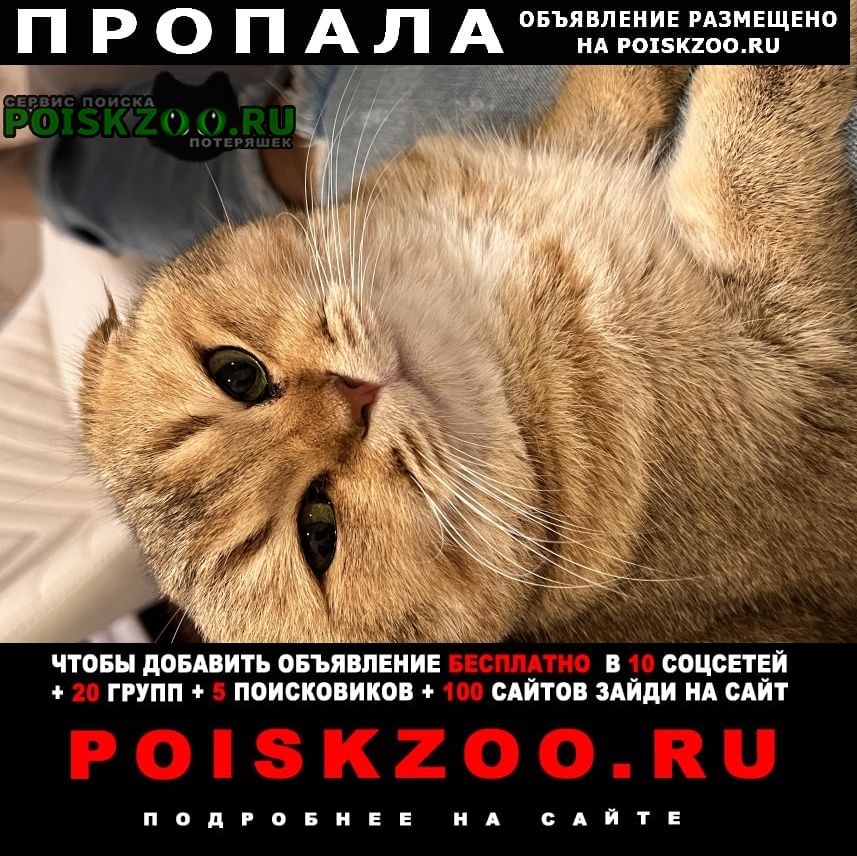 Симферополь Пропал кот любимый котик