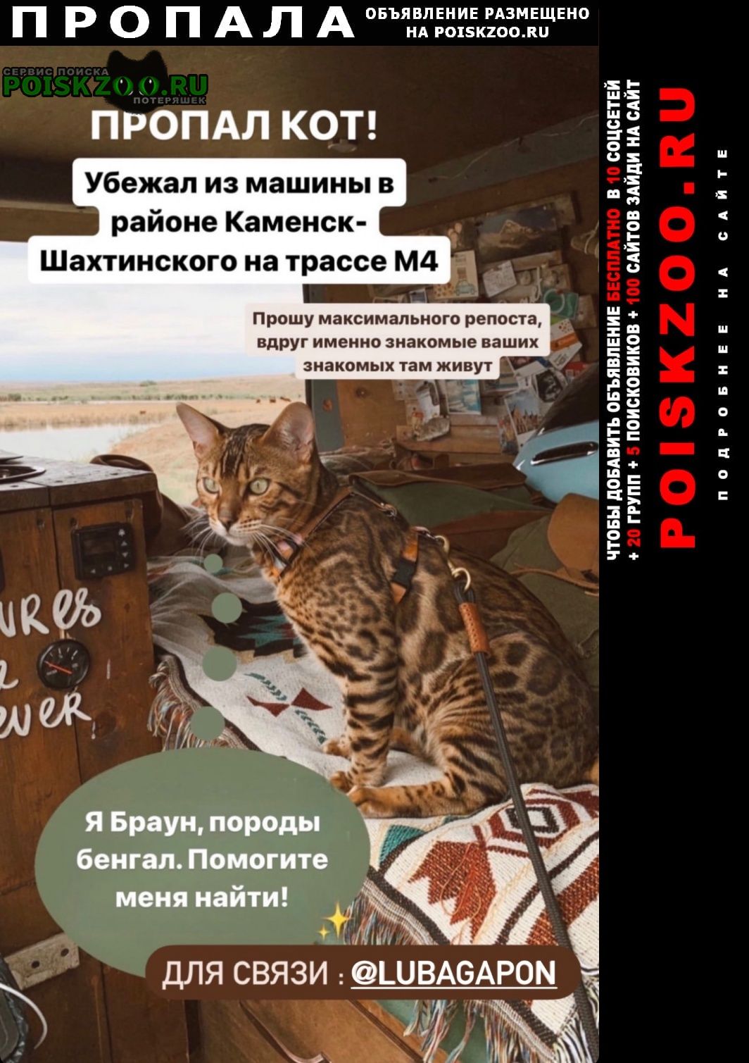 Каменск-Шахтинский Пропал кот бенгал