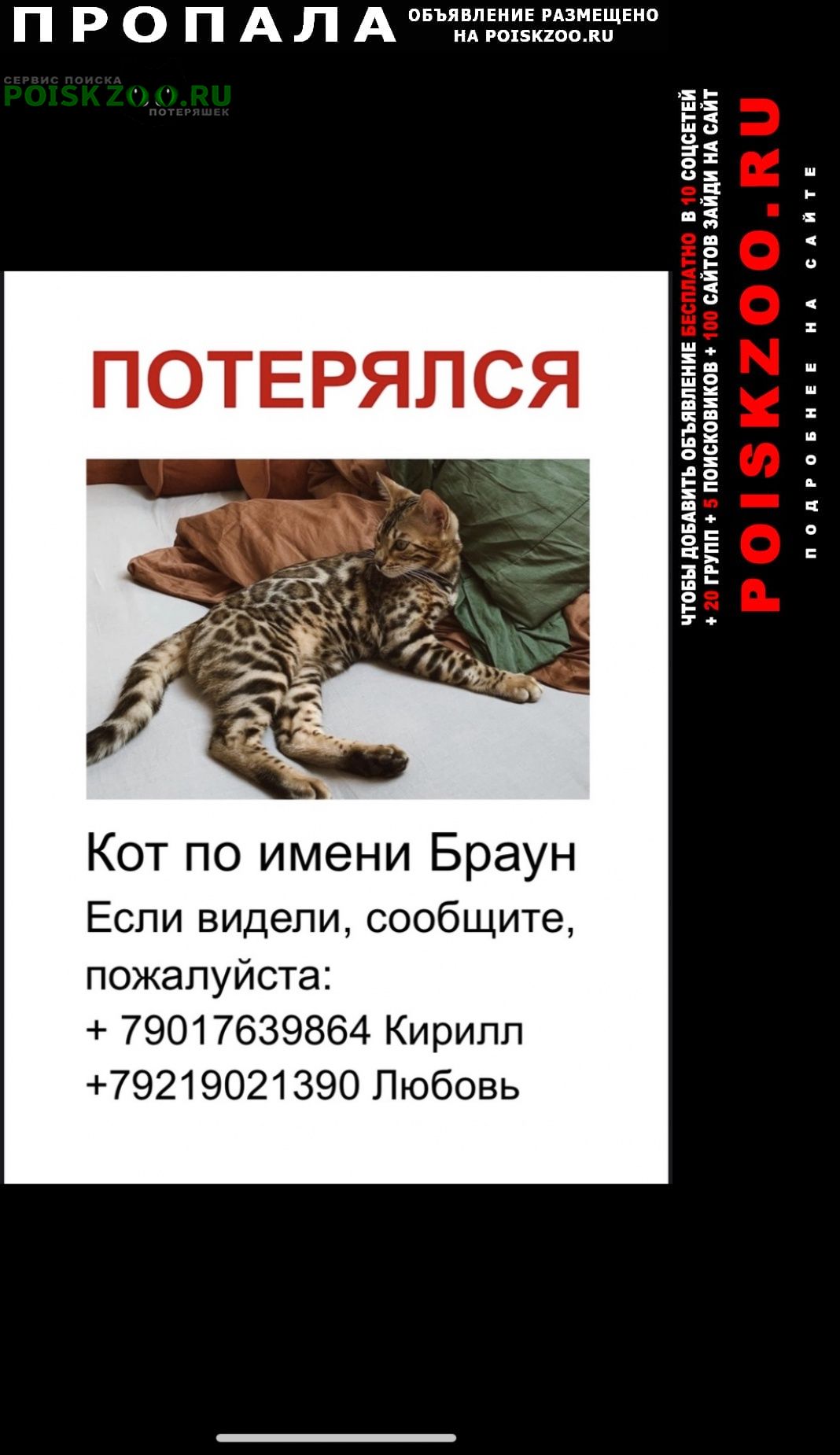 Каменск-Шахтинский Пропал кот
