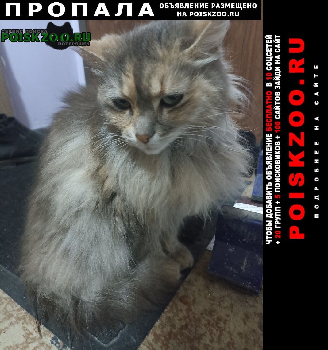 Евпатория Пропала кошка