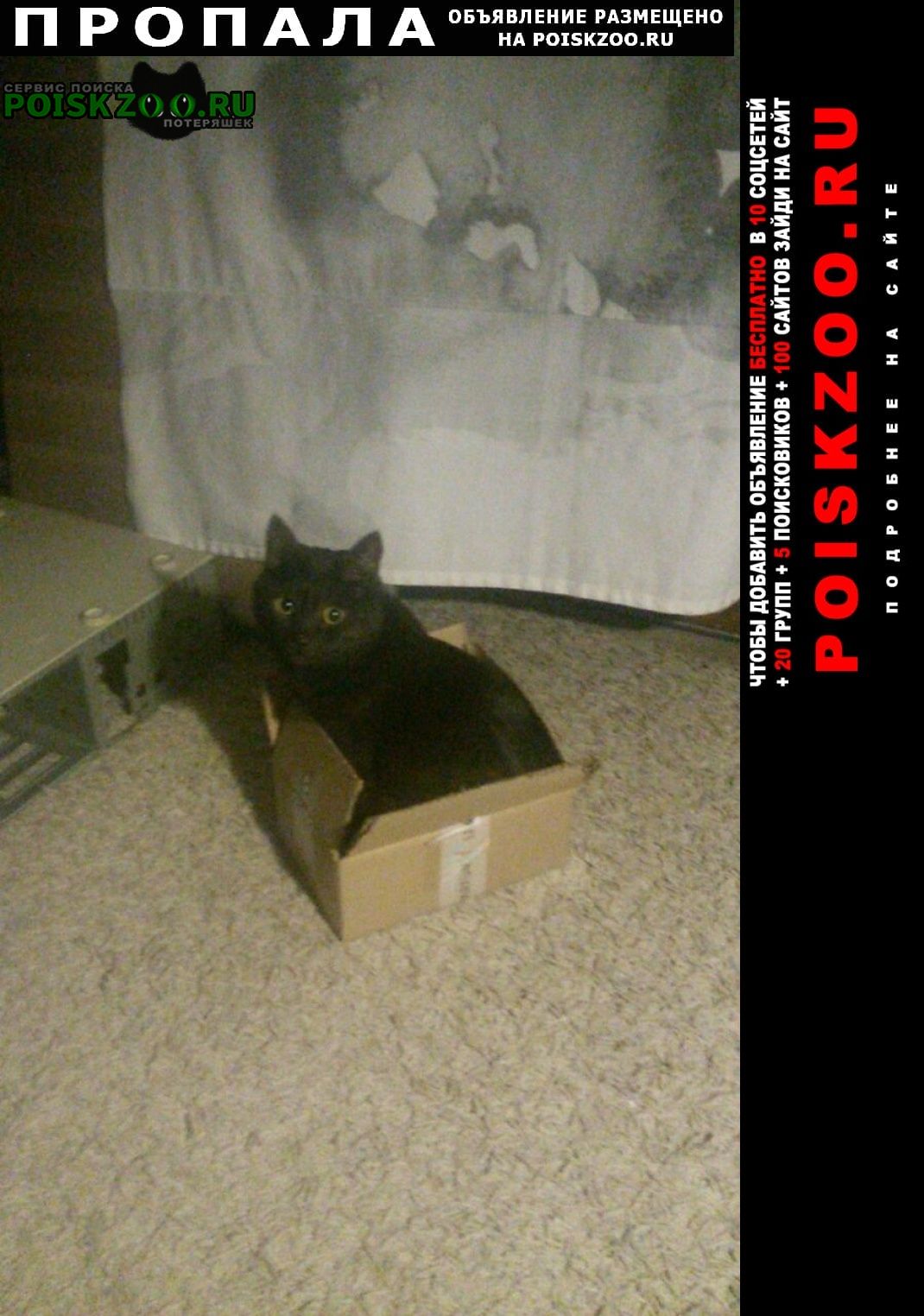 Пропал кот черный кот Омск