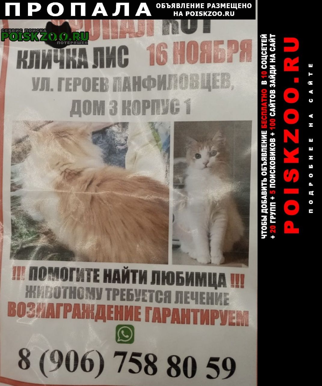 Москва Пропал кот рыже-белый кот