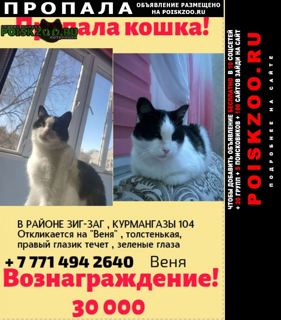 Уральск Западно-Казахстанская обл. Пропала кошка вознаграждение 30000