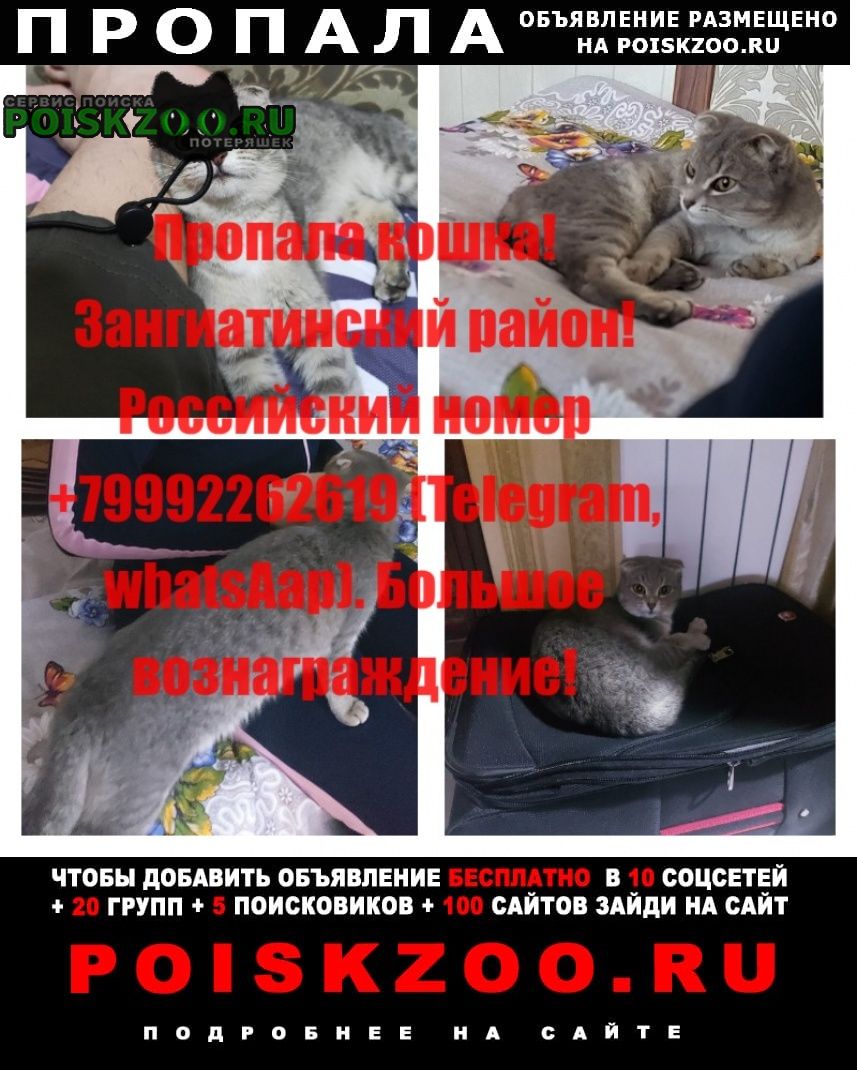 Пропала кошка убежала кошка потерялась Ташкент